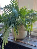 Grote Blauwvaren in gouden pot, Ophalen, Halfschaduw, Minder dan 100 cm