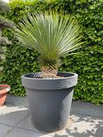 Nieuw! Yucca rostrata compleet in XXL betonlook pot, Verzenden, Zomer, Overige soorten, Volle zon
