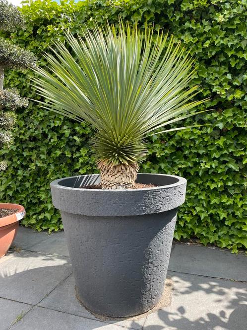 Nieuw! Yucca rostrata compleet in XXL betonlook pot, Tuin en Terras, Planten | Tuinplanten, Overige soorten, Volle zon, Zomer