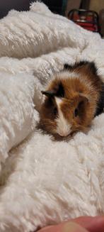 Baby Cavia's te koop, Dieren en Toebehoren, Knaagdieren, Cavia, December, Meerdere dieren, Tam