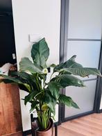 Kamerplant, Huis en Inrichting, Ophalen, Zo goed als nieuw, Binnen
