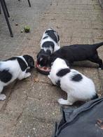 Puppy's te koop, moeder Friese Stabij, Dieren en Toebehoren, Honden | Niet-rashonden, 8 tot 15 weken, Meerdere, Nederland, Particulier