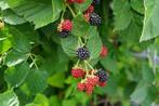 doornloze braam, Tuin en Terras, Ophalen, Overige soorten, Volle zon