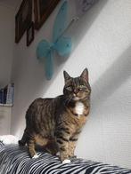 ATTENTIE! Duma zoekt huis, Poes, Kortharig, 6 jaar of ouder