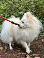 Lieve Pomeriaan zoekt baasje, Particulier, 1 tot 2 jaar, Buitenland, Eén hond