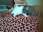 Rattjes geborenop 28 juli, Dieren en Toebehoren, Rat, Mannelijk, Juli, Tam
