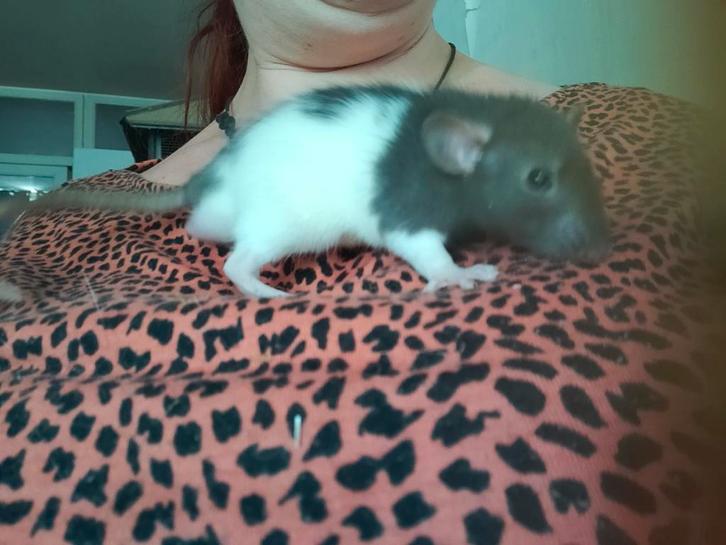 Rattjes geborenop 28 juli, Dieren en Toebehoren, Knaagdieren, Mannelijk, Rat, Juli, Tam