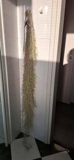 Tillantia echt geen kunst 1.60cm, Ophalen of Verzenden, Overige soorten, Volle zon