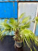 Chamaerops palm 180 cm, 100 tot 250 cm, Zomer, Palmboom, Ophalen