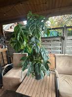 Epipremnum Pinnatum Albo op Biobased Mosstok, Huis en Inrichting, Kamerplanten, Ophalen, Halfschaduw, 100 tot 150 cm