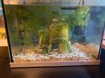 Aquarium met vissen en toebehoren, Dieren en Toebehoren, Ophalen of Verzenden, Zo goed als nieuw