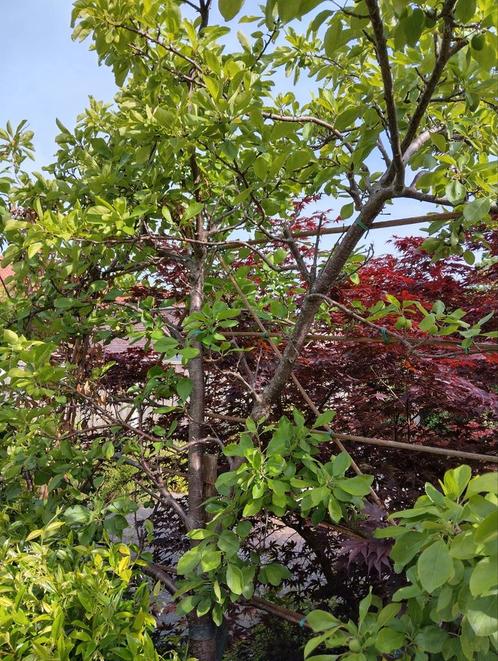 Pruim, appel en sierkers, Tuin en Terras, Planten | Bomen, Overige soorten, 250 tot 400 cm, Volle zon, Ophalen