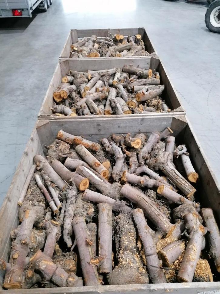 appelhout fruithout openhaardhout vers en gedroogd, Tuin en Terras, Haardhout, Blokken, Overige houtsoorten, 6 m³ of meer, Ophalen of Verzenden