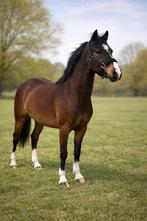 Zeer knappe 3 jarige welsh merrie, Dieren en Toebehoren, Pony's, Merrie, Met stamboom, 3 tot 6 jaar, C pony (1.27m tot 1.37m)