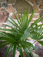 palmbomen palmboom , WINTERHARD , trachycarpus fortunei, Tuin en Terras, Planten | Tuinplanten, Ophalen of Verzenden