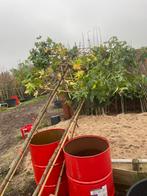 In oktober weer volop lei bomen ., Ophalen of Verzenden, Halfschaduw, Leiboom