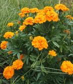 Zaden HOGE AFRIKAAN - Tagetes Hawaii orange, Tuin en Terras, Bloembollen en Zaden, Ophalen of Verzenden, Zaad