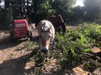 Nieuwsgierige Fjord, pony, merrie, kruising, 4 jaar, Merrie, 3 tot 6 jaar, Onbeleerd, Recreatiepony