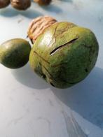 Walnoten boom, Tuin en Terras, Planten | Bomen, Ophalen of Verzenden
