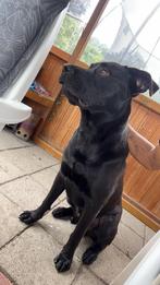 Active Jonge Pup Zoekt Baasje, Dieren en Toebehoren, 15 weken tot 1 jaar, Reu, Groot, Eén hond