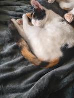 Lief poesje, Dieren en Toebehoren, Poes