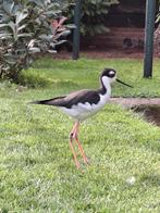 Mexicaanse steltkluten, Dieren en Toebehoren, Vogels | Overige Vogels, Meerdere dieren, Tropenvogel, Geringd