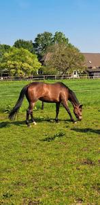 Te koop 13 jarige kwpn merrie., Dieren en Toebehoren, Paarden, Merrie, Recreatiepaard