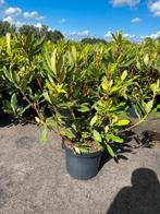 Rhododendron: Cunningham's White, Nova Zembla, Elegans, Tuin en Terras, Planten | Tuinplanten, Vaste plant, Halfschaduw, Lente