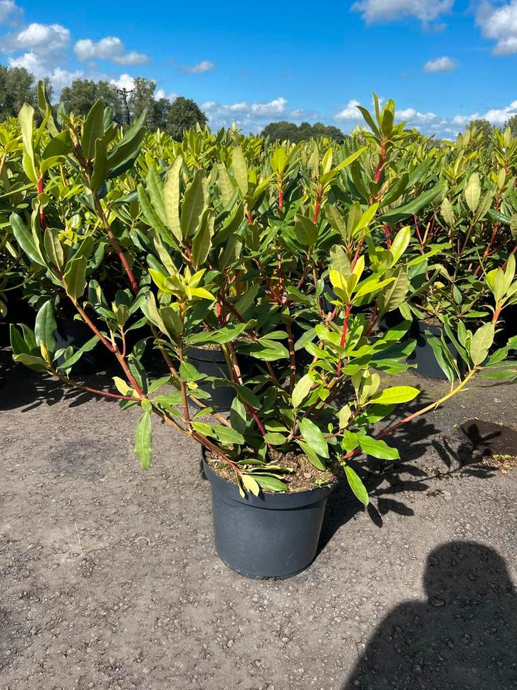 Rhododendron: Cunningham's White, Nova Zembla, Elegans, Tuin en Terras, Planten | Tuinplanten, Vaste plant, Overige soorten, Halfschaduw