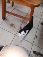 Jonge kater, Dieren en Toebehoren, Kater