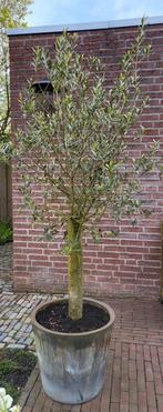 2 olijfbomen in pot / 120-150 cm, In pot, Olijfboom, Volle zon, Ophalen of Verzenden