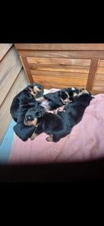 Rottweiler pups, Dieren en Toebehoren, Rabiës (hondsdolheid), 8 tot 15 weken, Meerdere, Meerdere dieren