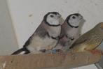 bichenow astrildes, Dieren en Toebehoren, Meerdere dieren, Tropenvogel, Geringd