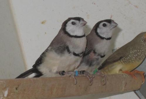 bichenow astrildes, Dieren en Toebehoren, Vogels | Overige Vogels, Tropenvogel, Meerdere dieren, Geringd