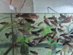 Betta dames - Kempvis, Dieren en Toebehoren, Vis