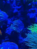 Euphyllia Black, Ophalen, Nieuw, Plant(en), Steen of Hout