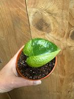 Monstera deliciosa variegata plant mint jungle large form, Ophalen of Verzenden, Halfschaduw, Minder dan 100 cm