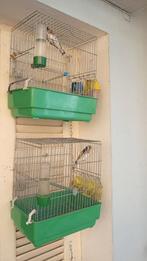 Twee-stuks parvas putters van 2024+2025.DZ., Dieren en Toebehoren, Mannelijk, Wildzangvogel, Geringd