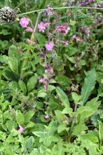 Koekoeksplant, vaste plant, Tuin en Terras, Planten | Tuinplanten, Bodembedekkers, Volle zon, Vaste plant, Ophalen of Verzenden