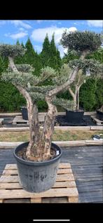 Prachtige Olijfboom Pompon - Topkwaliteit!, Tuin en Terras, Planten | Bomen, Lente, 100 tot 250 cm, Olijfboom, Ophalen