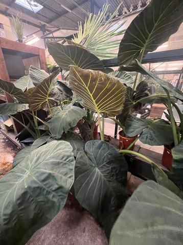 Alocasia Regal Shield XXL beschikbaar voor biedingen