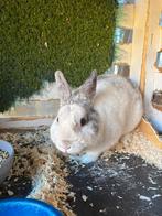 Wit/grijs konijn, Dieren en Toebehoren, Konijnen, Vrouwelijk, Middelgroot, Hangoor, 3 tot 5 jaar