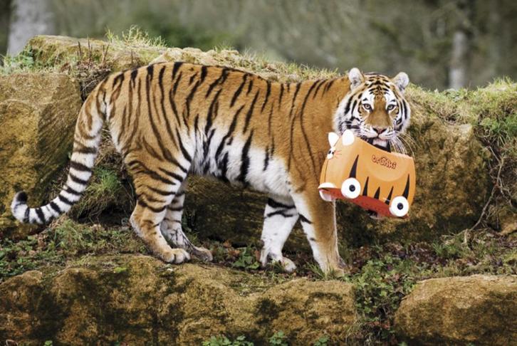Trunki kinderkoffer Tipu tijger, Sieraden, Tassen en Uiterlijk, Koffers, Nieuw, Hard kunststof, Minder dan 50 cm, Minder dan 35 cm