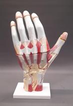 Anatomisch model hand, Antiek en Kunst, Ophalen of Verzenden