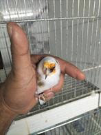 Majoor Putter man scripati komt uit egelhad van 22, Dieren en Toebehoren, Vogels | Overige Vogels, Mannelijk, Wildzangvogel