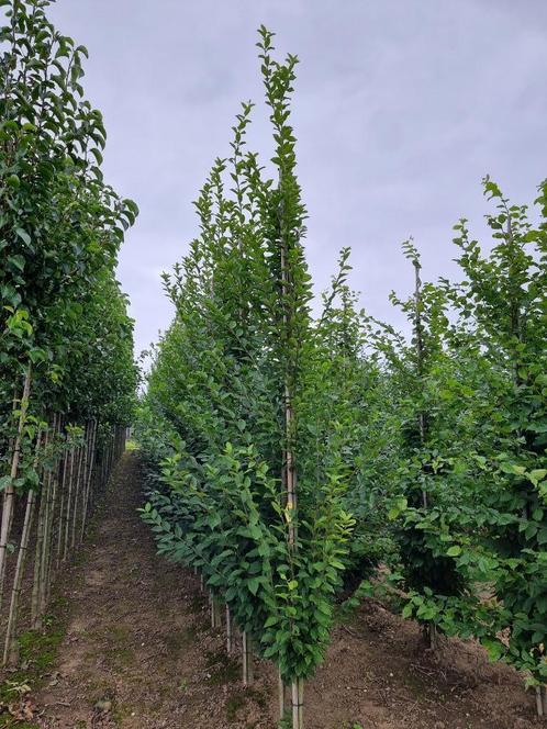 Haag beuk | Carpinus betulus 'Frans Fontaine', Tuin en Terras, Planten | Bomen, Overige soorten, Volle zon, Ophalen