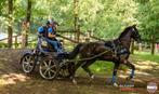6 jarige ruin Menpaard, Dieren en Toebehoren, Paarden, Ruin, 160 tot 165 cm, Tuigpaard, 3 tot 6 jaar