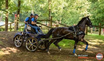 6 jarige ruin Menpaard beschikbaar voor biedingen