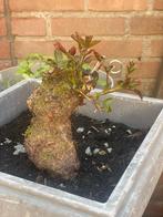 roos. bonsai## yamadori, Ophalen, Zomer, Overige soorten, Volle zon