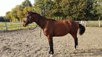 Waanzinnig nuchter 2,5 jarige KWPN ruin, Dieren en Toebehoren, Paarden, Ruin, Dressuurpaard, 3 tot 6 jaar, Onbeleerd